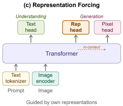Representation Forcing for Bottleneck-Free Unified figure