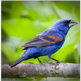Image 2: Blue Grosbeak Figure 1: Using only class labels for images reduces supervision to